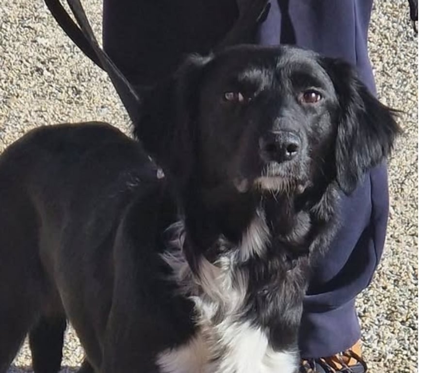 Don animaux Loire Maringes - 42140 - Photos Vivastreet Chien LOLA à l adoption