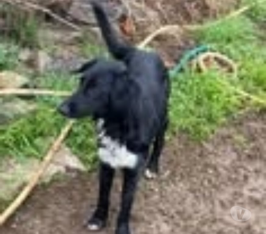 Don animaux Loire Maringes - 42140 - Photos Vivastreet Chien LOLA à l adoption