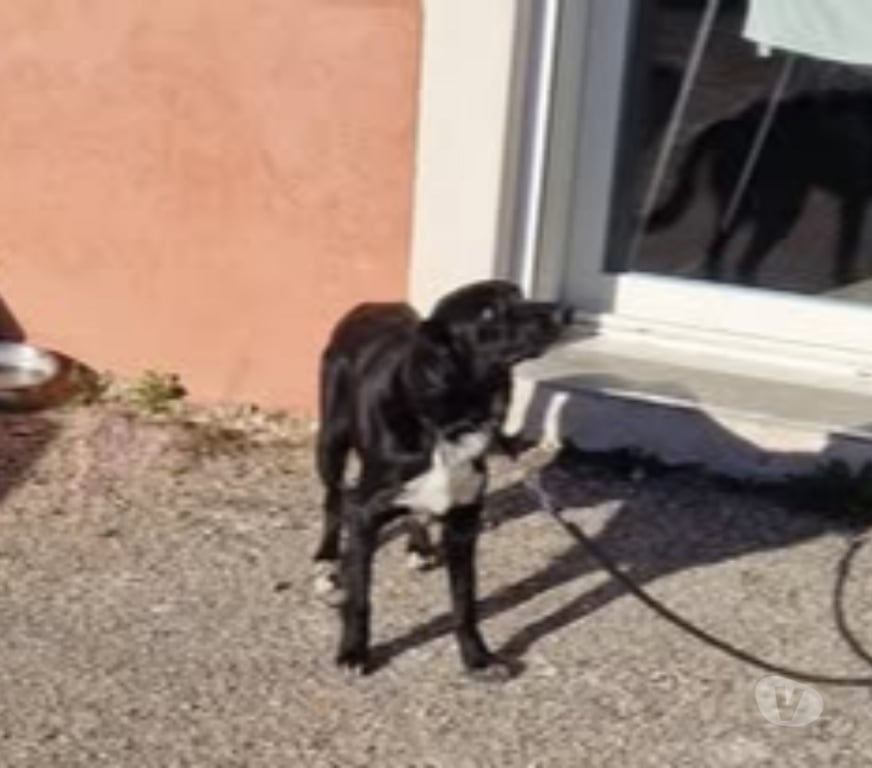 Don animaux Loire Maringes - 42140 - Photos Vivastreet Chien LOLA à l adoption