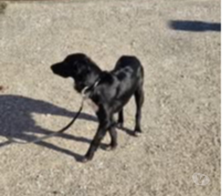 Don animaux Loire Maringes - 42140 - Photos Vivastreet Chien LOLA à l adoption