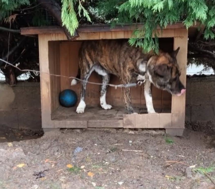 Don animaux Rhône Belleville - 69220 - Photos Vivastreet Chien SIMBA à l adoption