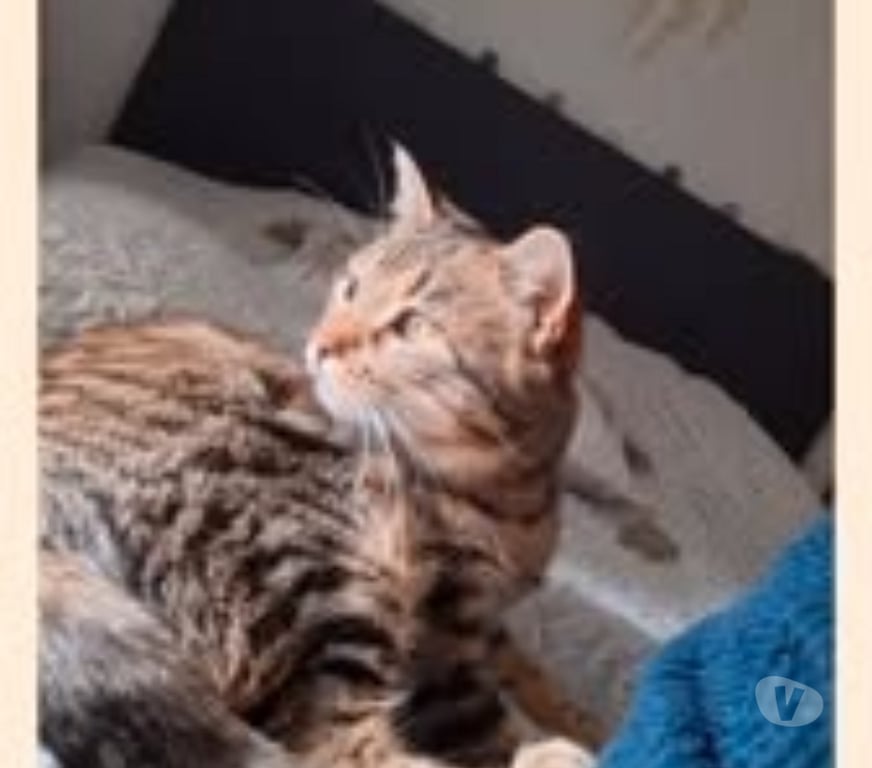 Don animaux Drôme Montelimar - 26200 - Photos Vivastreet Chat NOUGAT à l adoption