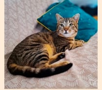 Chat NOUGAT à l adoption