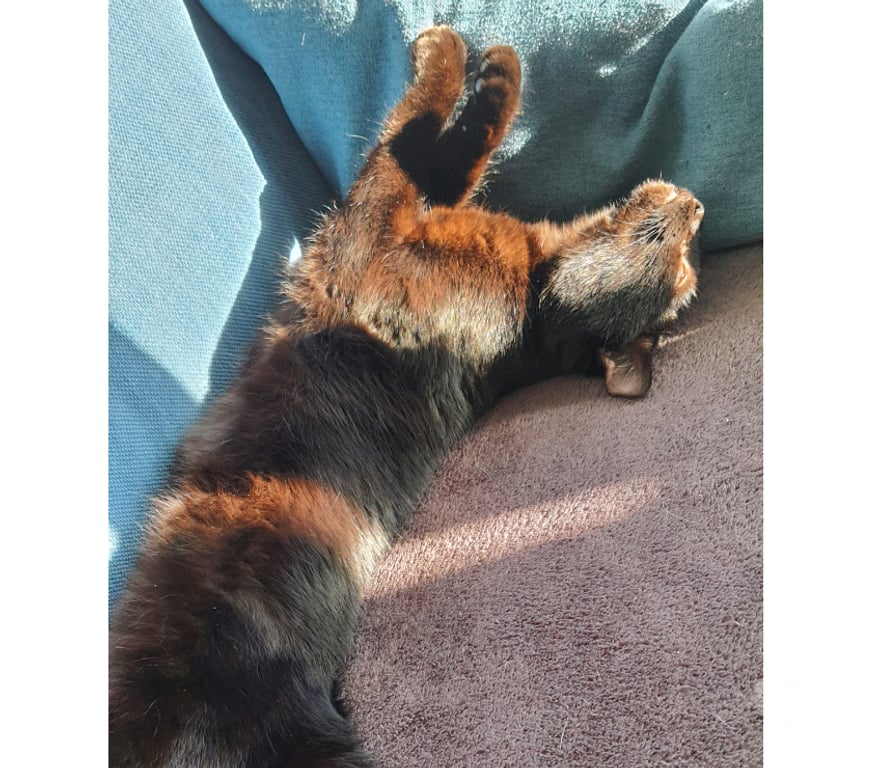 Don animaux Rhône Lyon - Photos Vivastreet ALICE, minette câline et joueuse