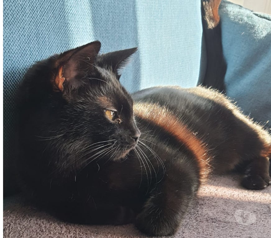 Don animaux Rhône Lyon - Photos Vivastreet ALICE, minette câline et joueuse