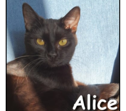 Adoption animaux Lyon Lyon - Photos Vivastreet ALICE, minette câline et joueuse