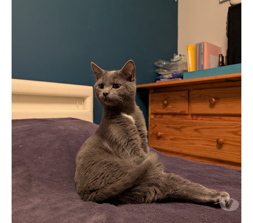 Don animaux Rhône Lyon - Photos Vivastreet ATOME, chat doux et affectueux