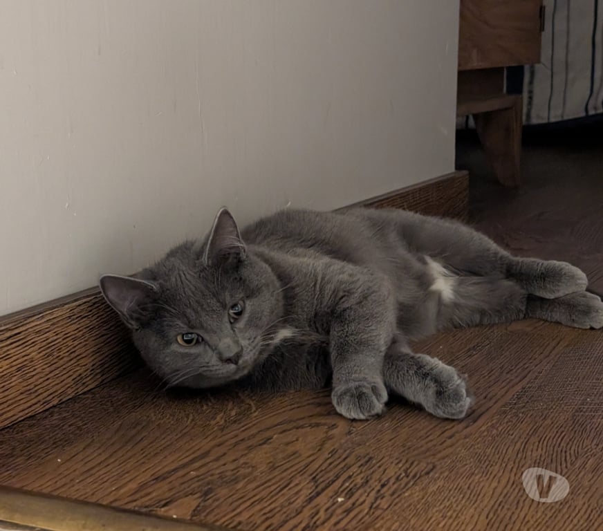 Don animaux Rhône Lyon - Photos Vivastreet ATOME, chat doux et affectueux