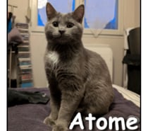 ATOME, chat doux et affectueux