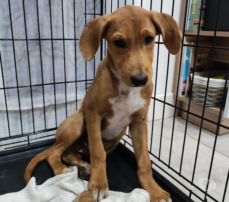 Vente Vendée Bois de Cene - 85710 - Photos Vivastreet Lubee chiot croisée réunion