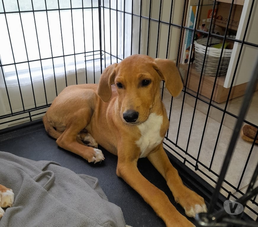 Vente Vendée Bois de Cene - 85710 - Photos Vivastreet Lubee chiot croisée réunion