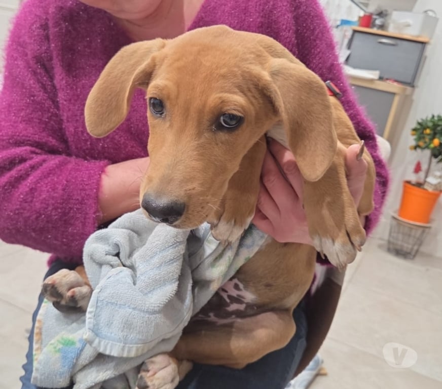 Vente Vendée Bois de Cene - 85710 - Photos Vivastreet Lubee chiot croisée réunion