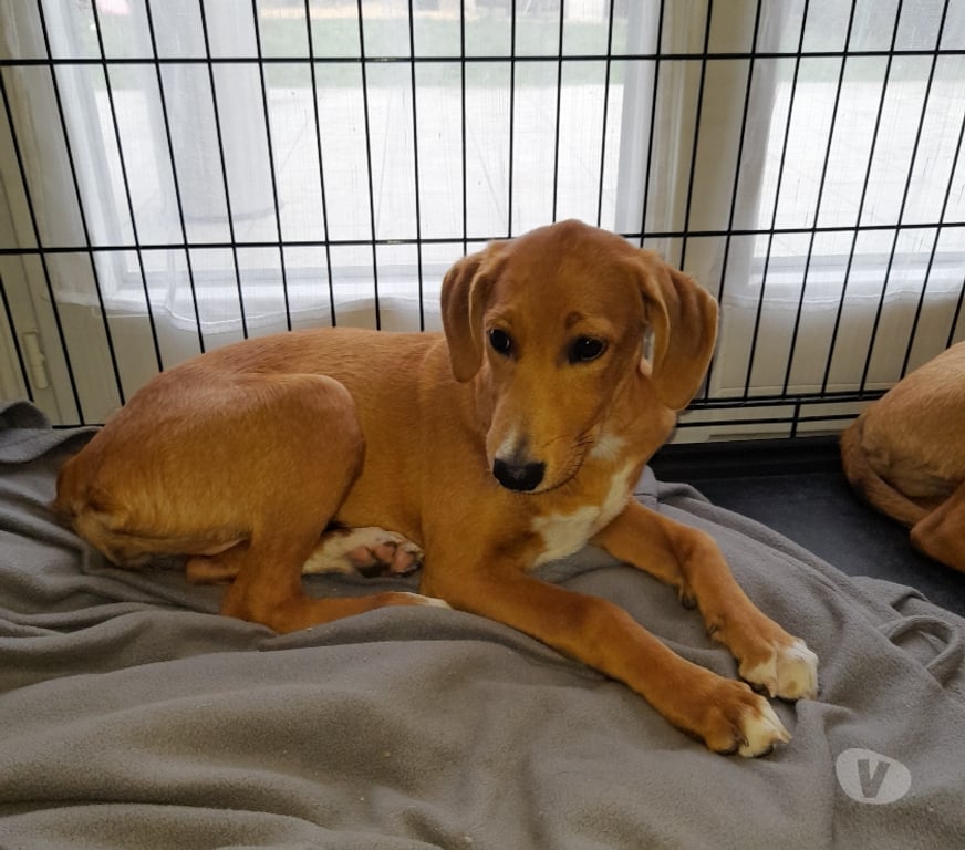 Vente Vendée Bois de Cene - 85710 - Photos Vivastreet Juliette chiot croisée réunion