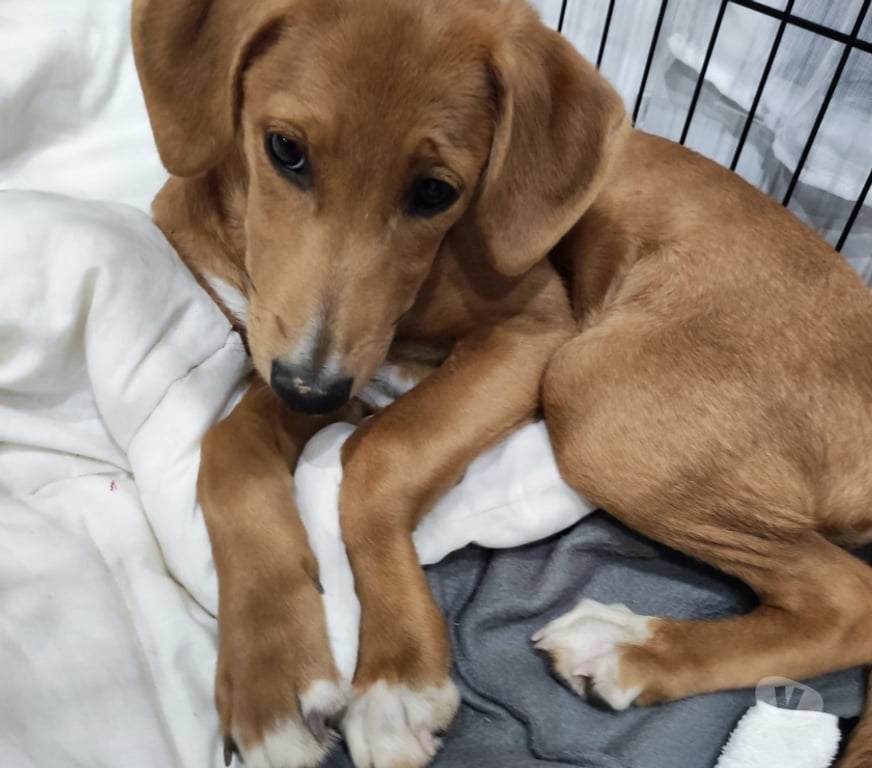 Vente Vendée Bois de Cene - 85710 - Photos Vivastreet Juliette chiot croisée réunion