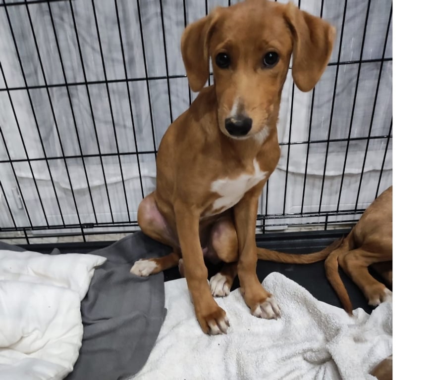 Vente Vendée Bois de Cene - 85710 - Photos Vivastreet Juliette chiot croisée réunion