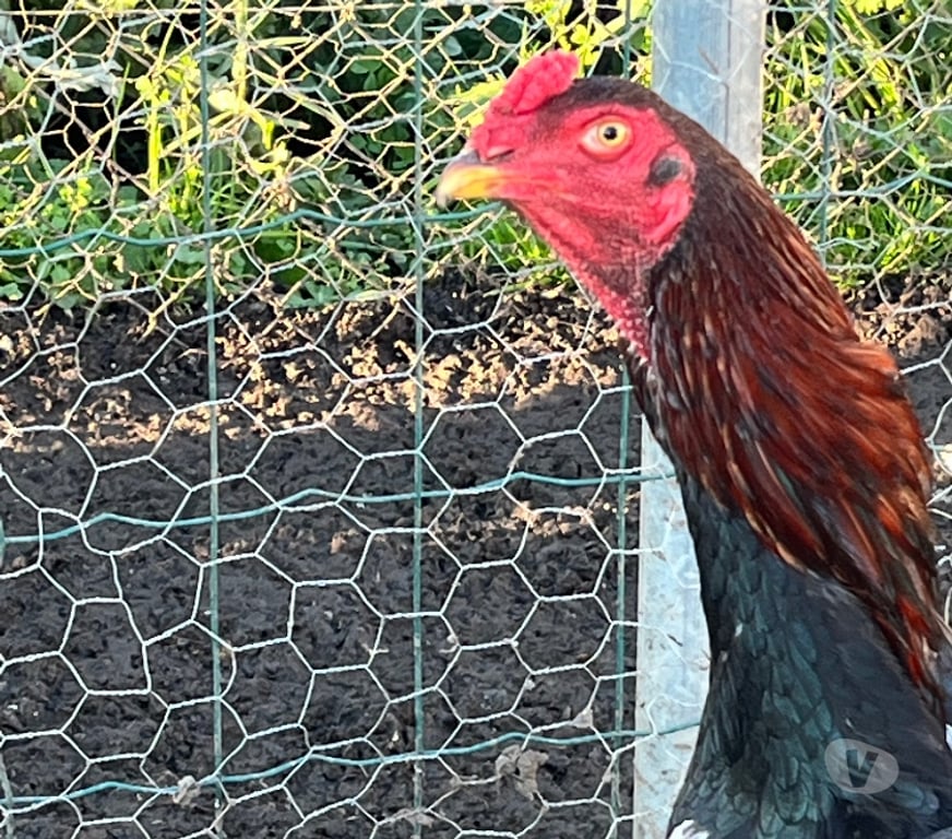 Vente Corrèze Brive la Gaillarde - 19100 - Photos Vivastreet Coq pur turc 8 mois pour reproduction