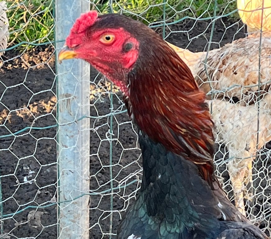 Vente Corrèze Brive la Gaillarde - 19100 - Photos Vivastreet Coq pur turc 8 mois pour reproduction