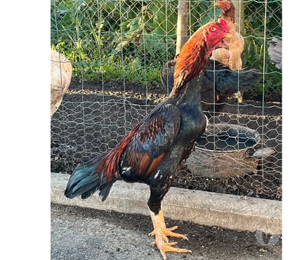 Vente animaux Brive la Gaillarde Corrèze - Photos Vivastreet Coq pur turc 8 mois pour reproduction