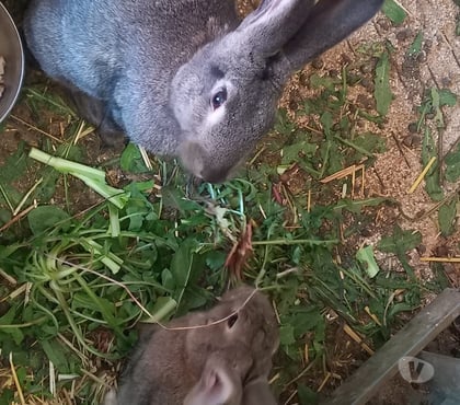 Vente Hyeres Var - Photos Vivastreet LAPINE GRISE FONCÉE ET LAPIN BRUN MARRON