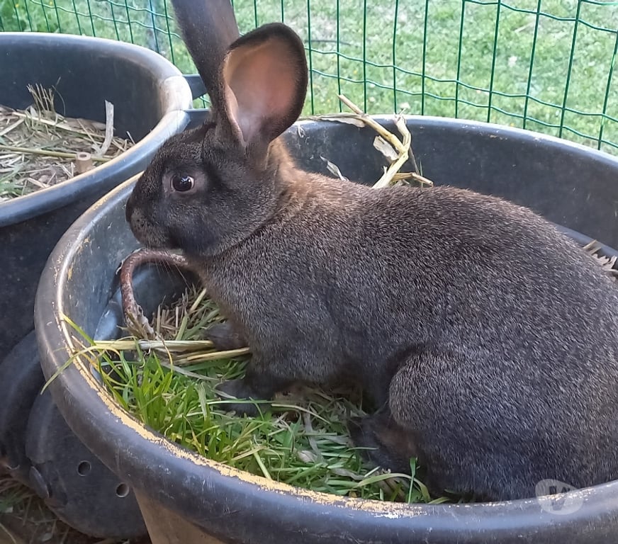 Vente Var Puget Ville - 83390 - Photos Vivastreet LAPINS FERMIERS COMMUNS