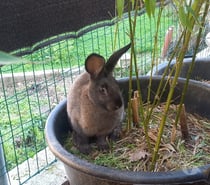 LAPINS FERMIERS COMMUNS