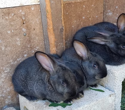 Vente animaux Pierrefeu du Var Var - Photos Vivastreet LAPINS FERMIERS ALASKA