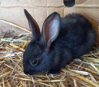 Vente animaux Pierrefeu du Var Var - Photos Vivastreet LAPINS FERMIERS ALASKA