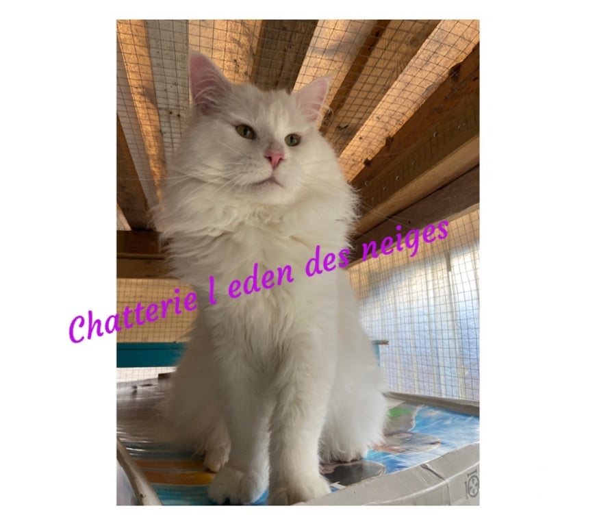 Services, accessoires animaux Haut-Rhin Stosswihr - 68140 - Photos Vivastreet Saillie reproduction maine coon gros gabarit LOOF