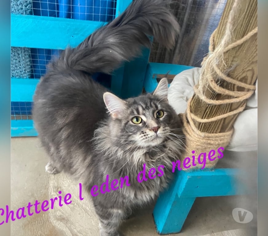 Services, accessoires animaux Haut-Rhin Stosswihr - 68140 - Photos Vivastreet Saillie reproduction maine coon gros gabarit LOOF