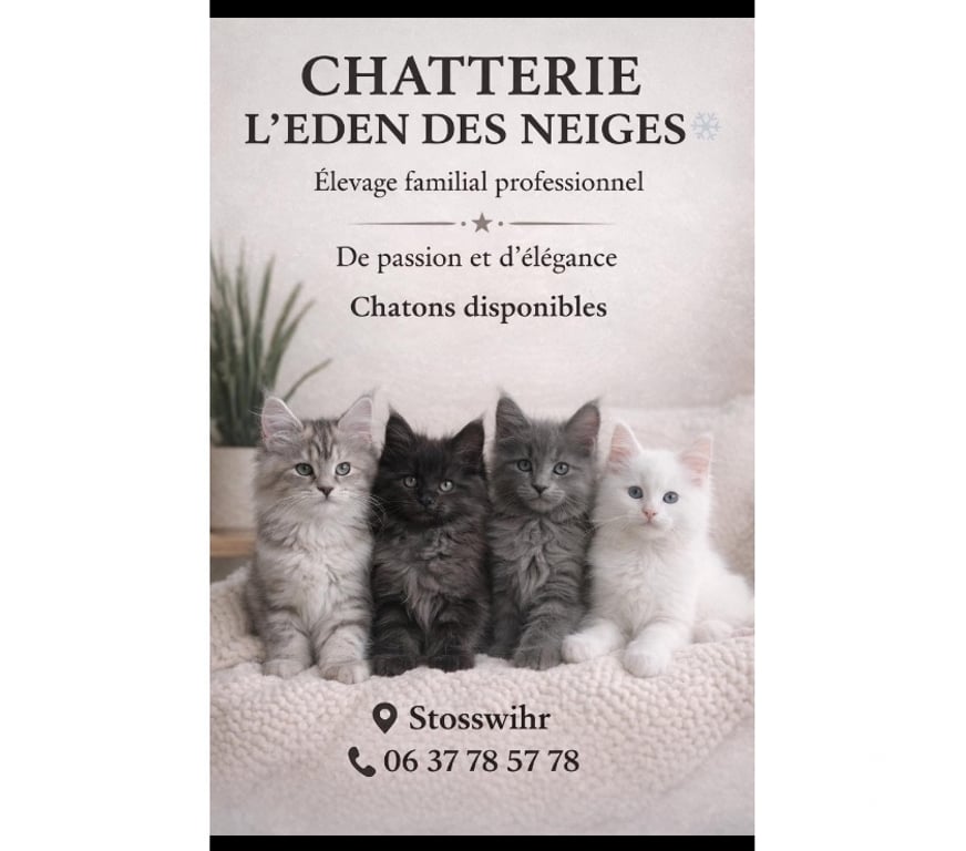 Services, accessoires animaux Haut-Rhin Stosswihr - 68140 - Photos Vivastreet Saillie reproduction maine coon gros gabarit LOOF