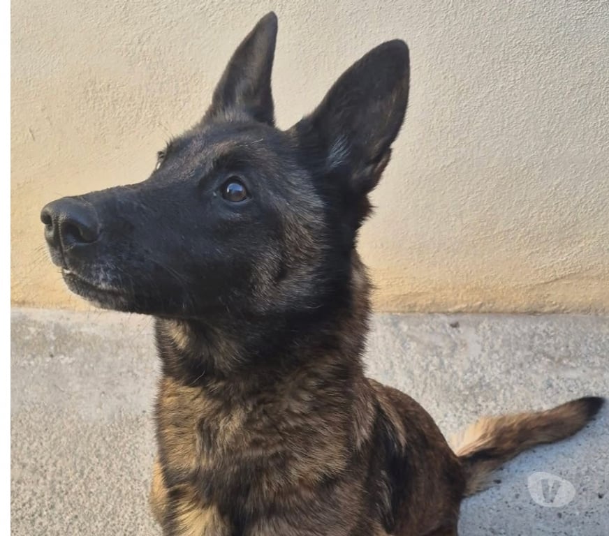 Don animaux Hérault Beziers - 34500 - Photos Vivastreet Chien BELLA à l adoption