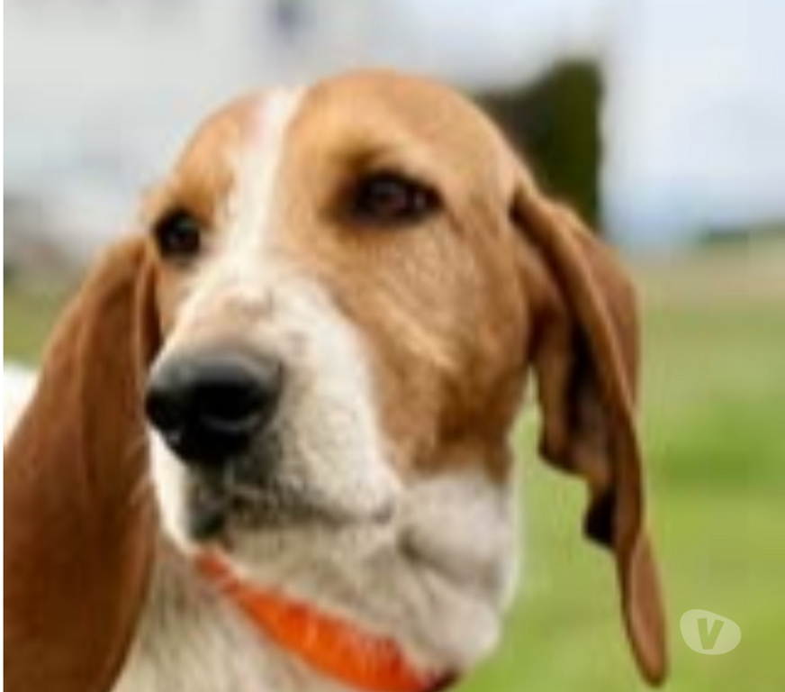 Don animaux Drôme Pierrelatte - 26700 - Photos Vivastreet Chien MARLEY à l adoption