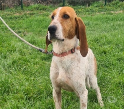 Don animaux Vias Hérault - Photos Vivastreet Chien MARLEY à l adoption