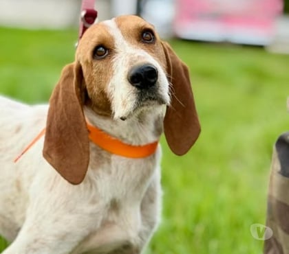 Don animaux Pierrelatte Drôme - Photos Vivastreet Chien MARLEY à l adoption