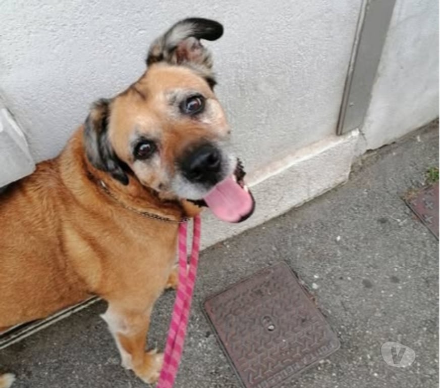 Don animaux Drôme Valence - 26000 - Photos Vivastreet Chien ATTHILA à l adoption