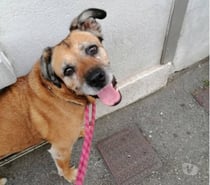 Chien ATTHILA à l adoption