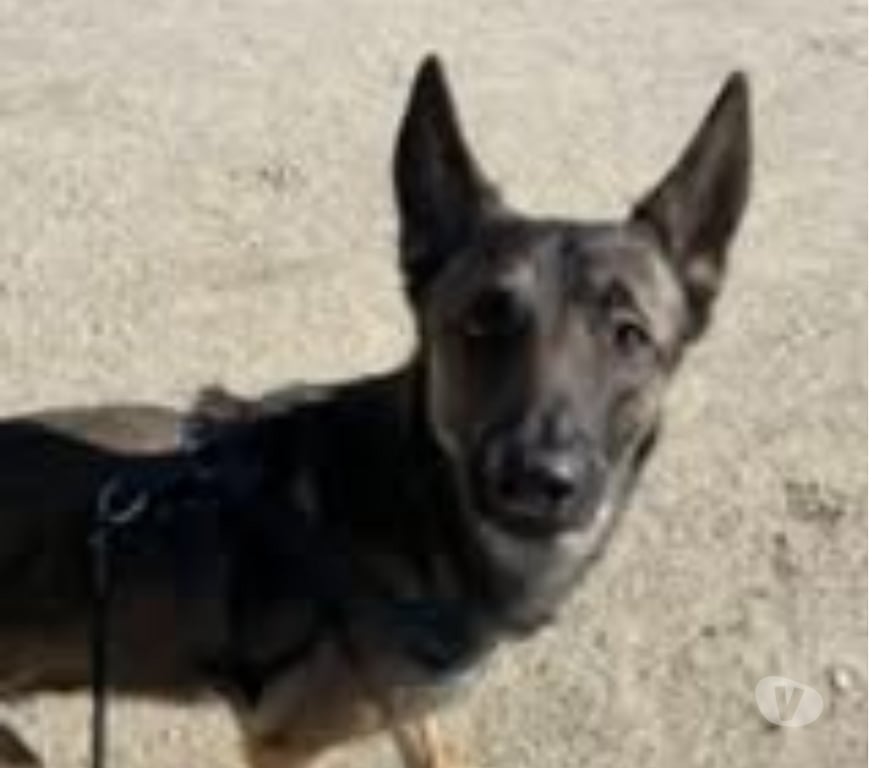 Don animaux Ardèche Tournon sur Rhone - 07300 - Photos Vivastreet Chien TAYCO à l adoption