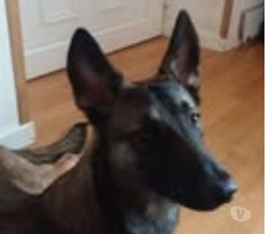 Don animaux Ardèche Tournon sur Rhone - 07300 - Photos Vivastreet Chien TAYCO à l adoption