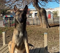 Chien TAYCO à l adoption