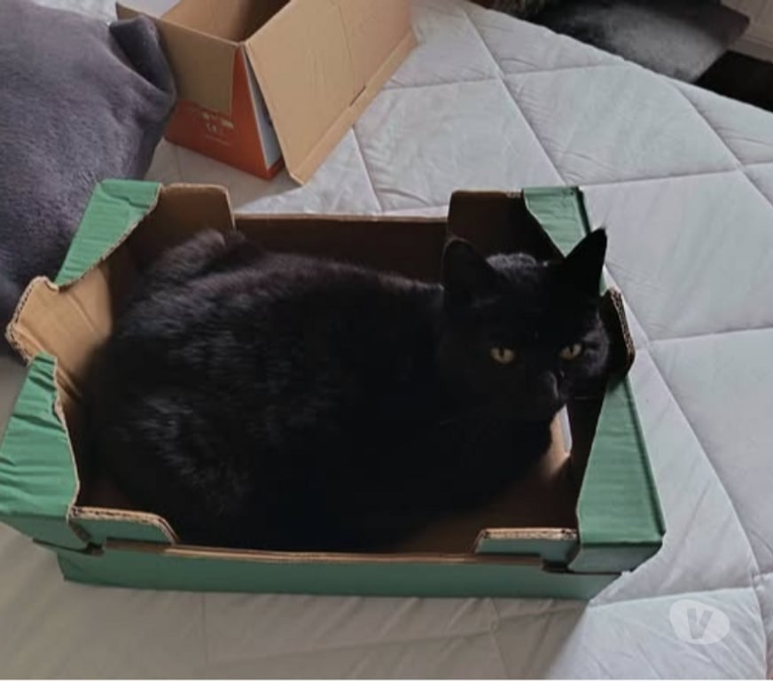 Don animaux Drôme Valence - 26000 - Photos Vivastreet Chat MYSTIC à l adoption