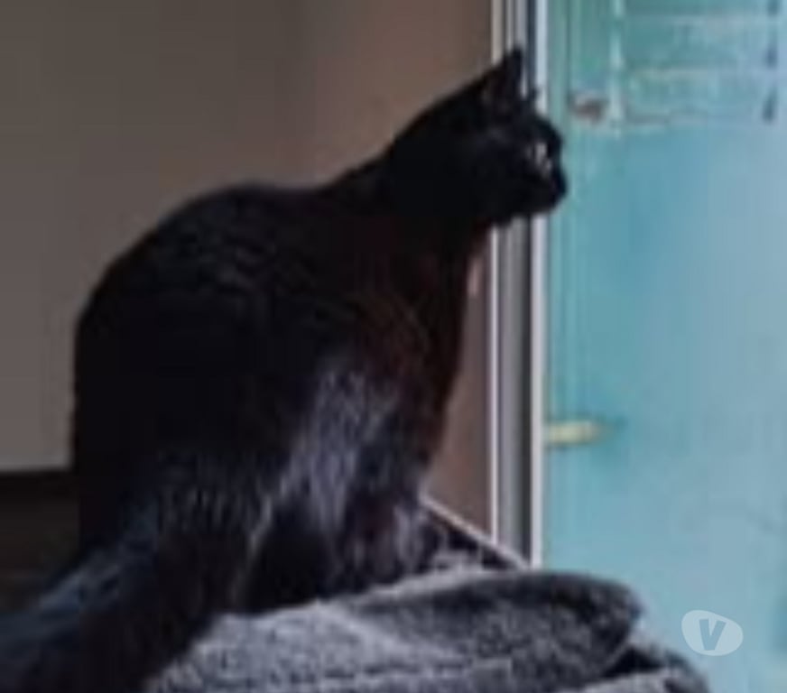 Don animaux Drôme Valence - 26000 - Photos Vivastreet Chat MYSTIC à l adoption