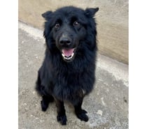 BREST, chien type groenendael 2 ans non lof
