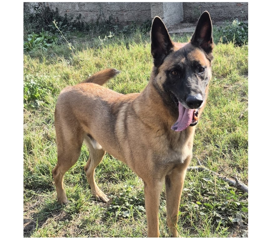 Don animaux Hérault Beziers - 34500 - Photos Vivastreet BROWNIE, chien type malinois, 6 ans non lof
