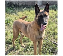 BROWNIE, chien type malinois, 6 ans non lof