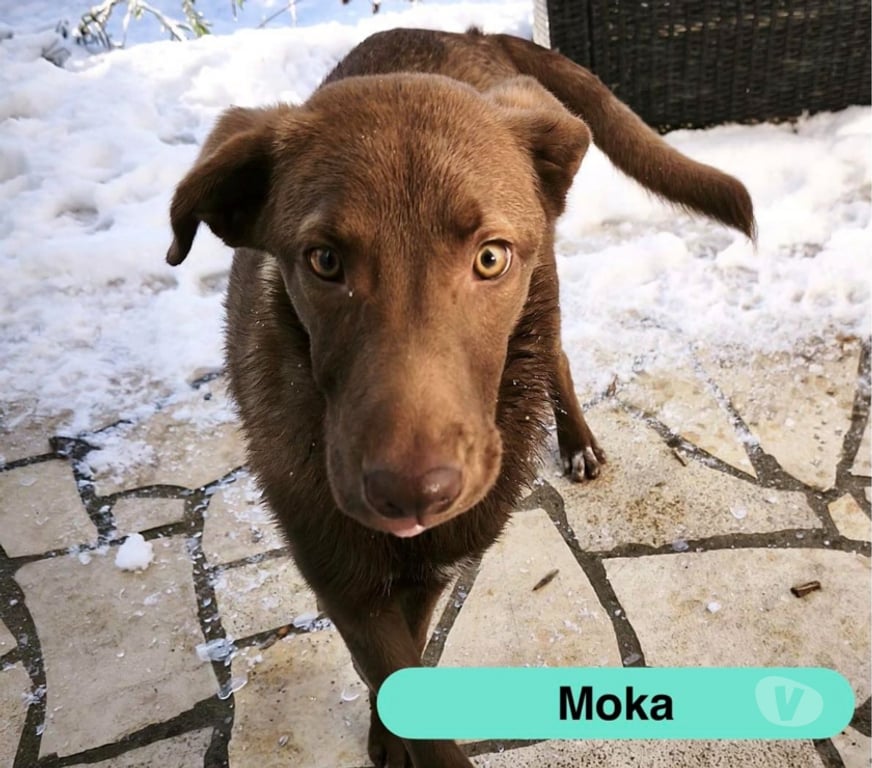 Vente Loire-Atlantique St Philbert de Grand Lieu - 44310 - Photos Vivastreet Moka, chiot croisé berger à adopter