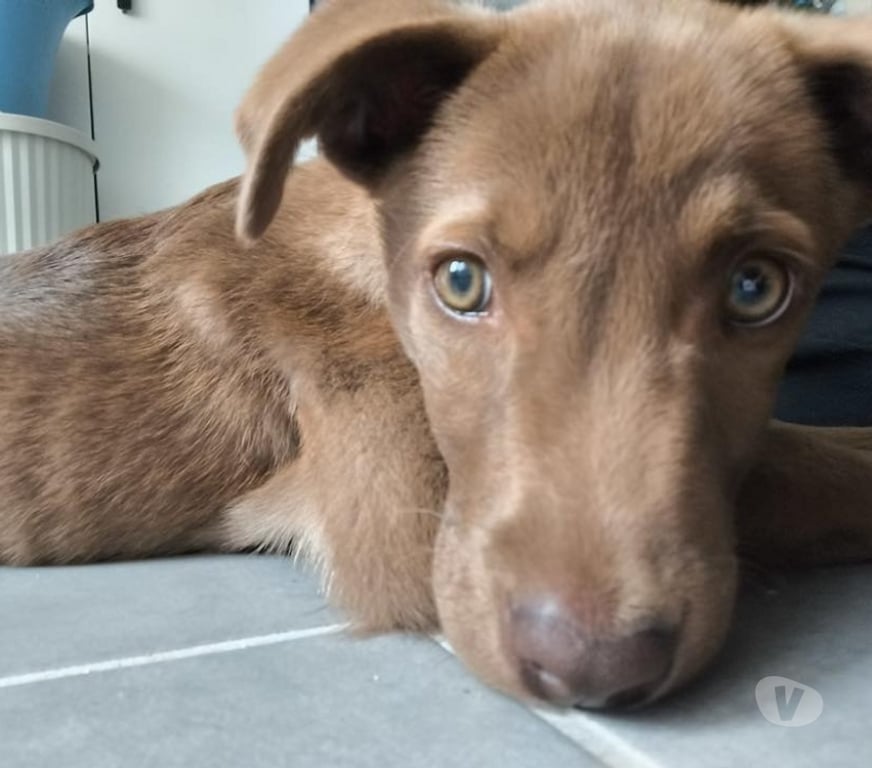 Vente Loire-Atlantique St Philbert de Grand Lieu - 44310 - Photos Vivastreet Moka, chiot croisé berger à adopter