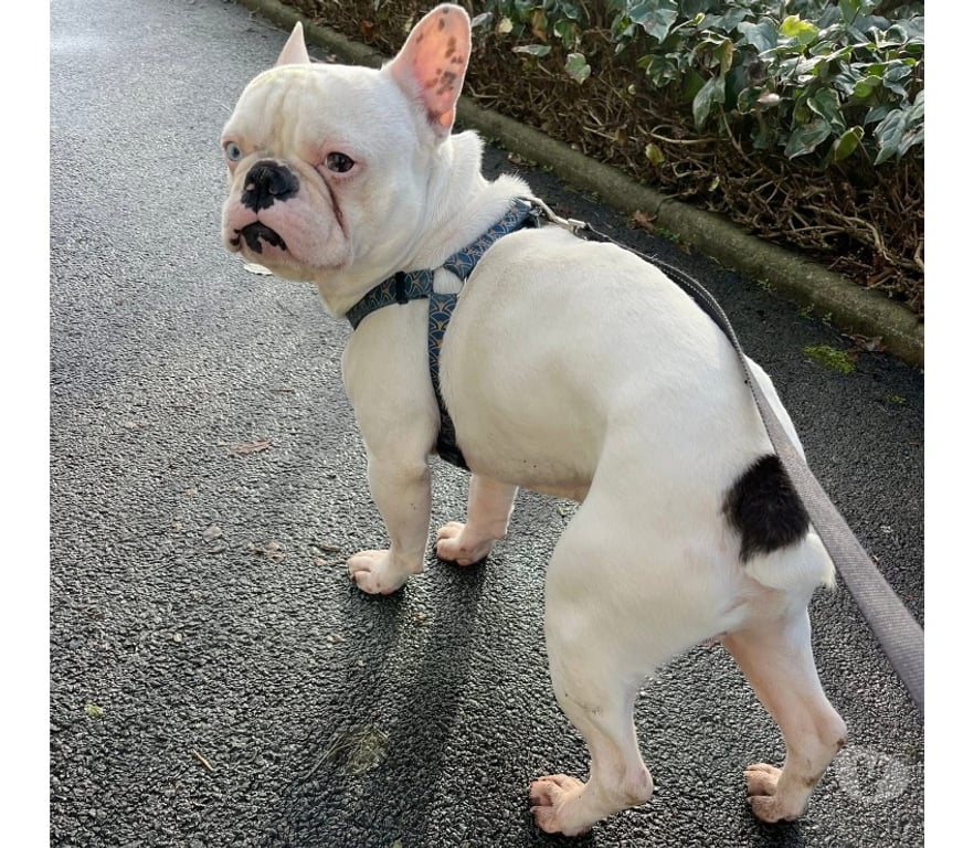 Vente Loire-Atlantique Nantes - Photos Vivastreet Spike, bouledogue français à adopter