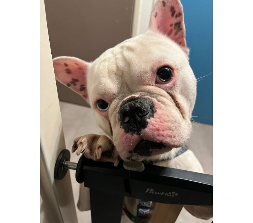 Vente Loire-Atlantique Nantes - Photos Vivastreet Spike, bouledogue français à adopter