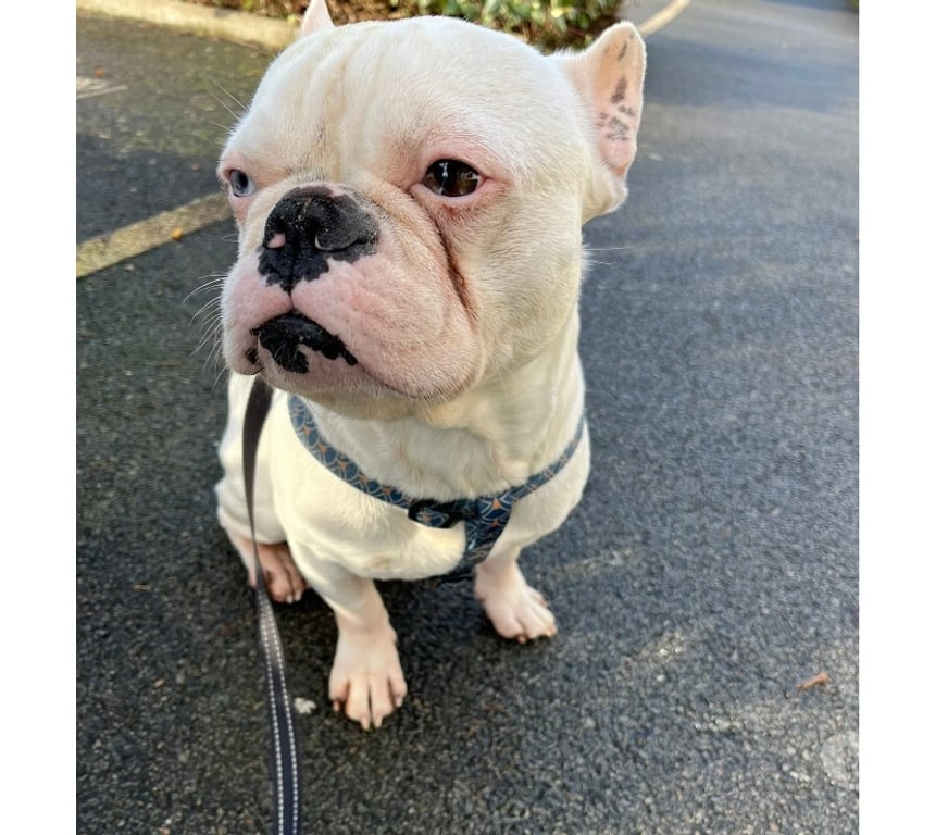 Vente Loire-Atlantique Nantes - Photos Vivastreet Spike, bouledogue français à adopter