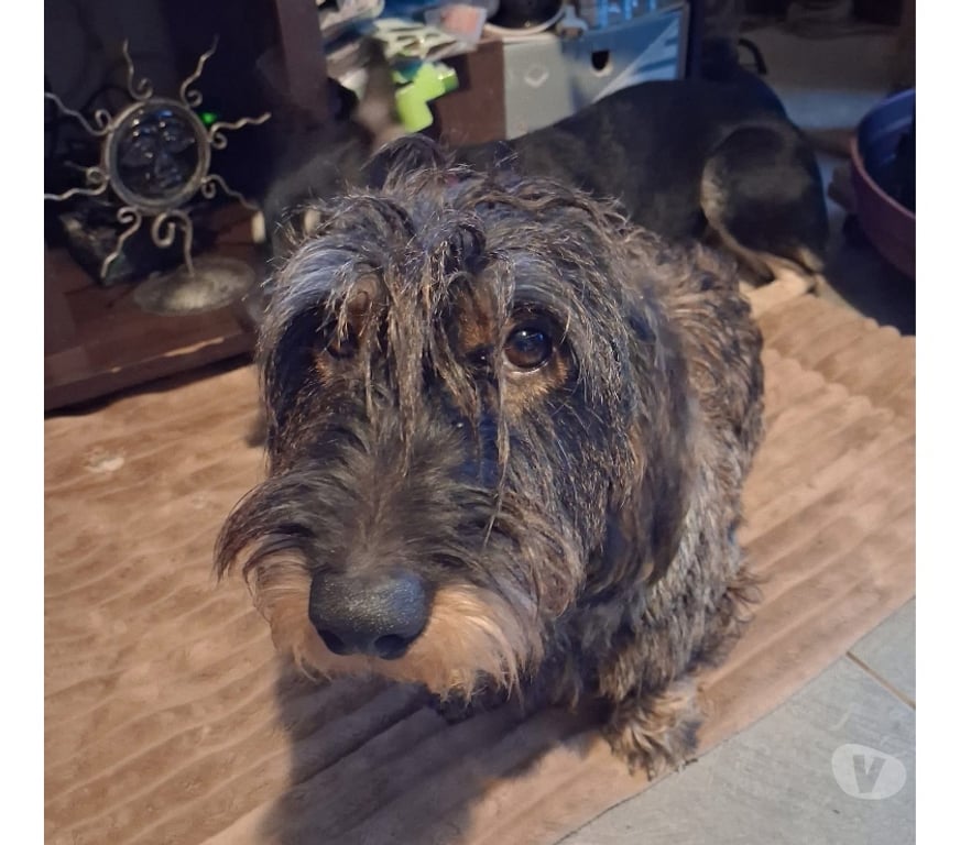 Vente Loire-Atlantique St Mars la Jaille - 44540 - Photos Vivastreet Mowrice, teckel à adopter